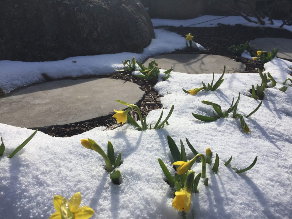 Earth Day Daffodils at Wonderwell