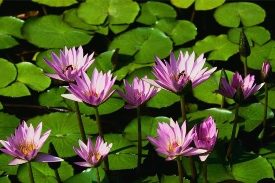gr-pond-purple-lotus-flowers-275px-2
